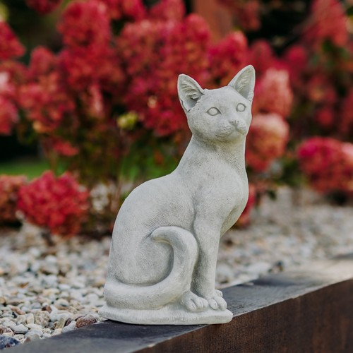 Katze kater kätzchen - kater,