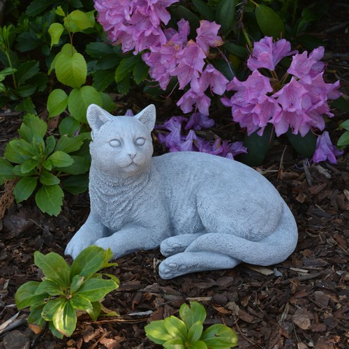 Katze kätzchen kater - katze,