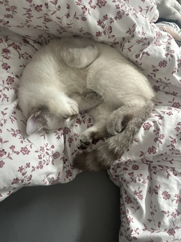Privatkredit für mein kater - mein,