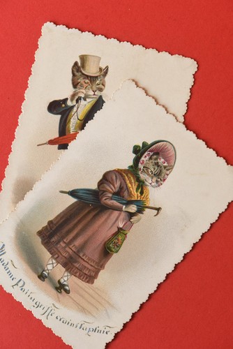 Glanzbilder katze und kater - katze,