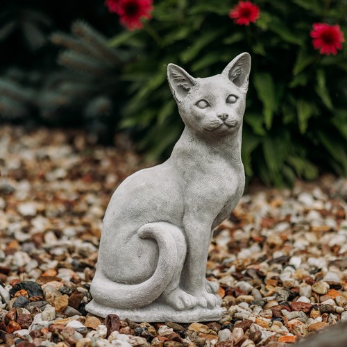 Katze kater kätzchen - kater,
