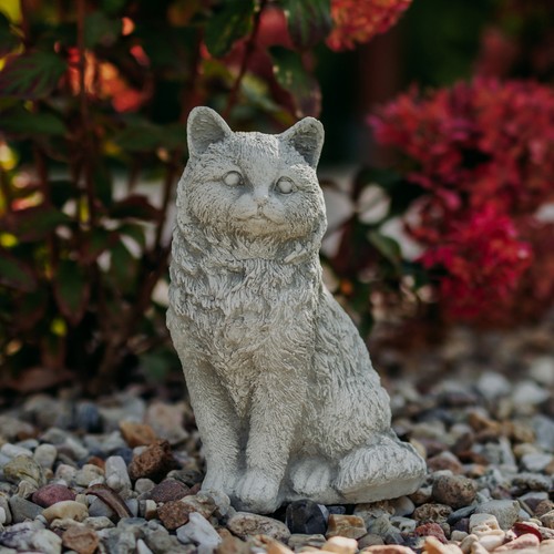 Katze kätzchen kater - katze,