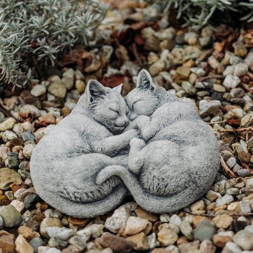 Katze kätzchen kater - kätzchen,